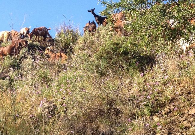 Villa i Algarrobo - Casa Turbolina - Stort landhus med privat pool  Villa i Algarrobo - Casa Turbolina - Stort landhus med privat pool